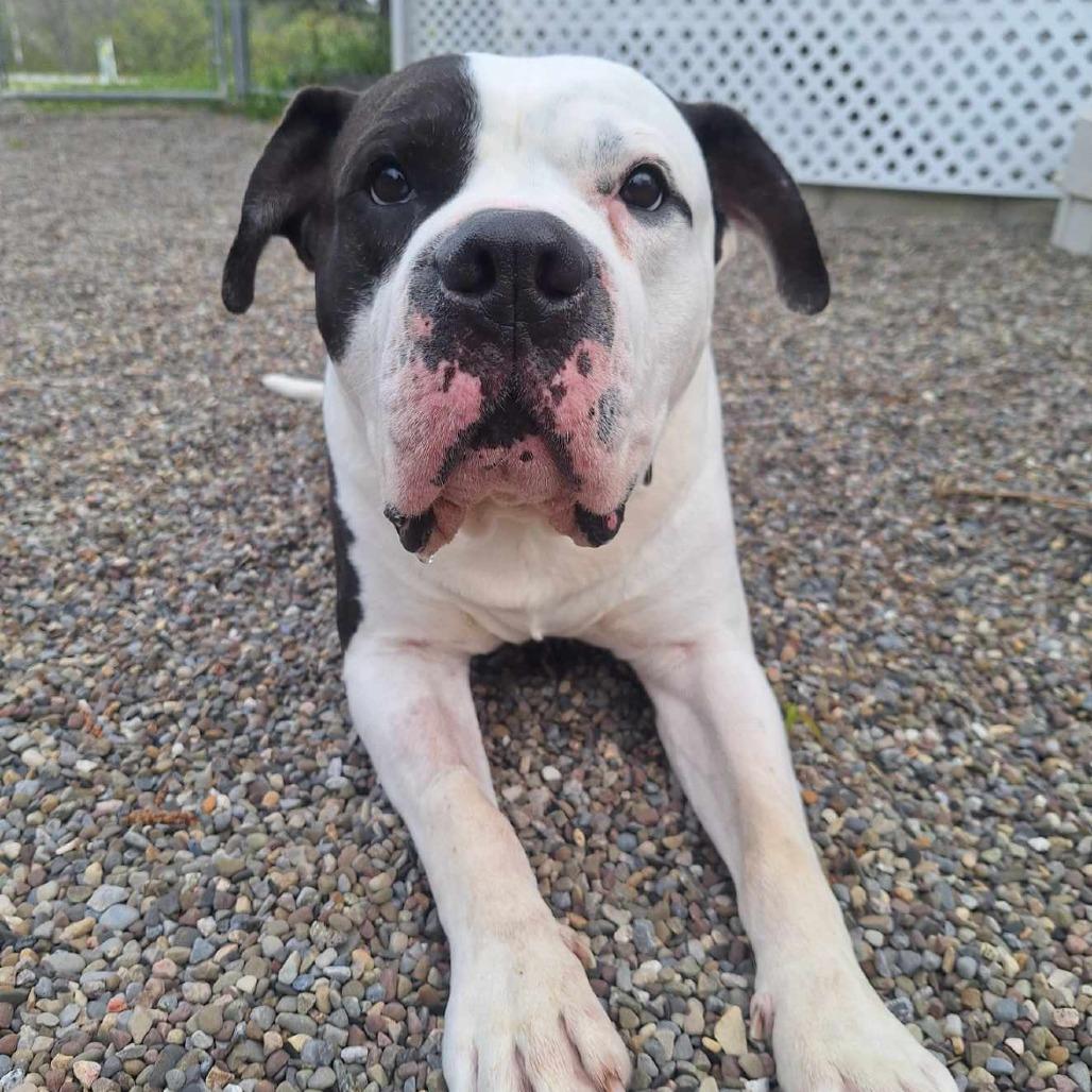 Enlarge Huxley, a Adoptable mixed breed in Attica, NY image 2/3