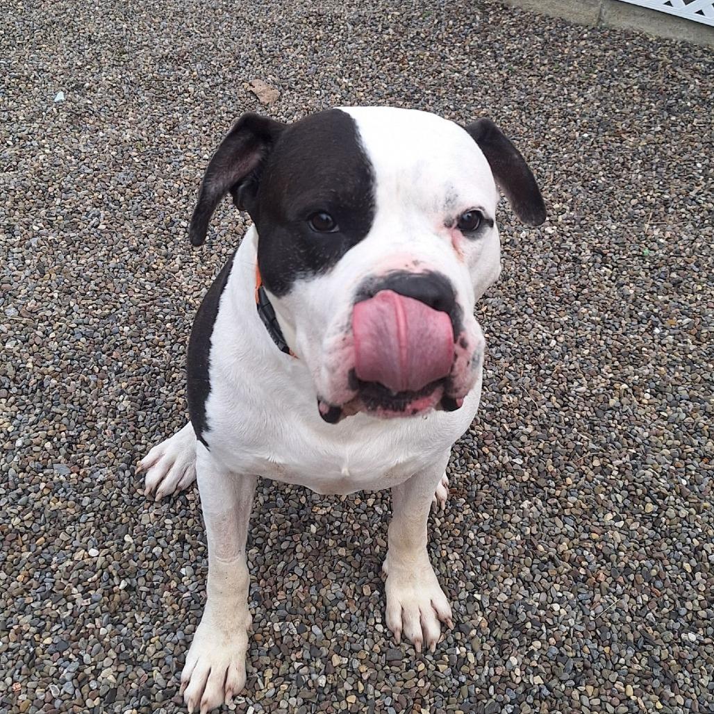 Enlarge Huxley, a Adoptable mixed breed in Attica, NY image 3/3