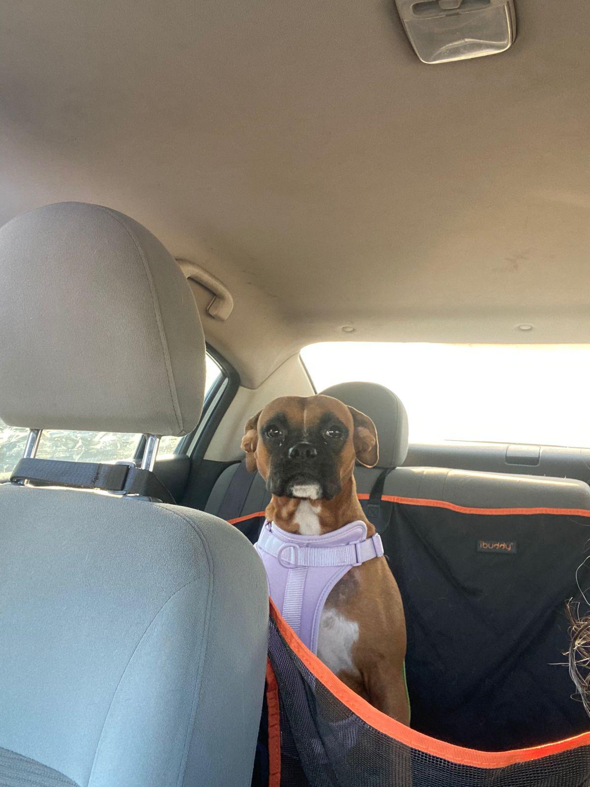 Enlarge Lizie, a Adoptable mixed breed image 5/5