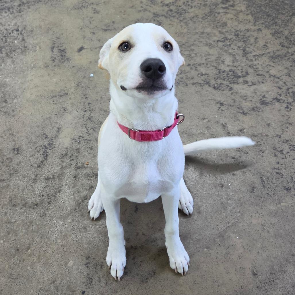 Enlarge Tiny, a Adoptable Labrador Retriever in Tulsa, OK image 1/6