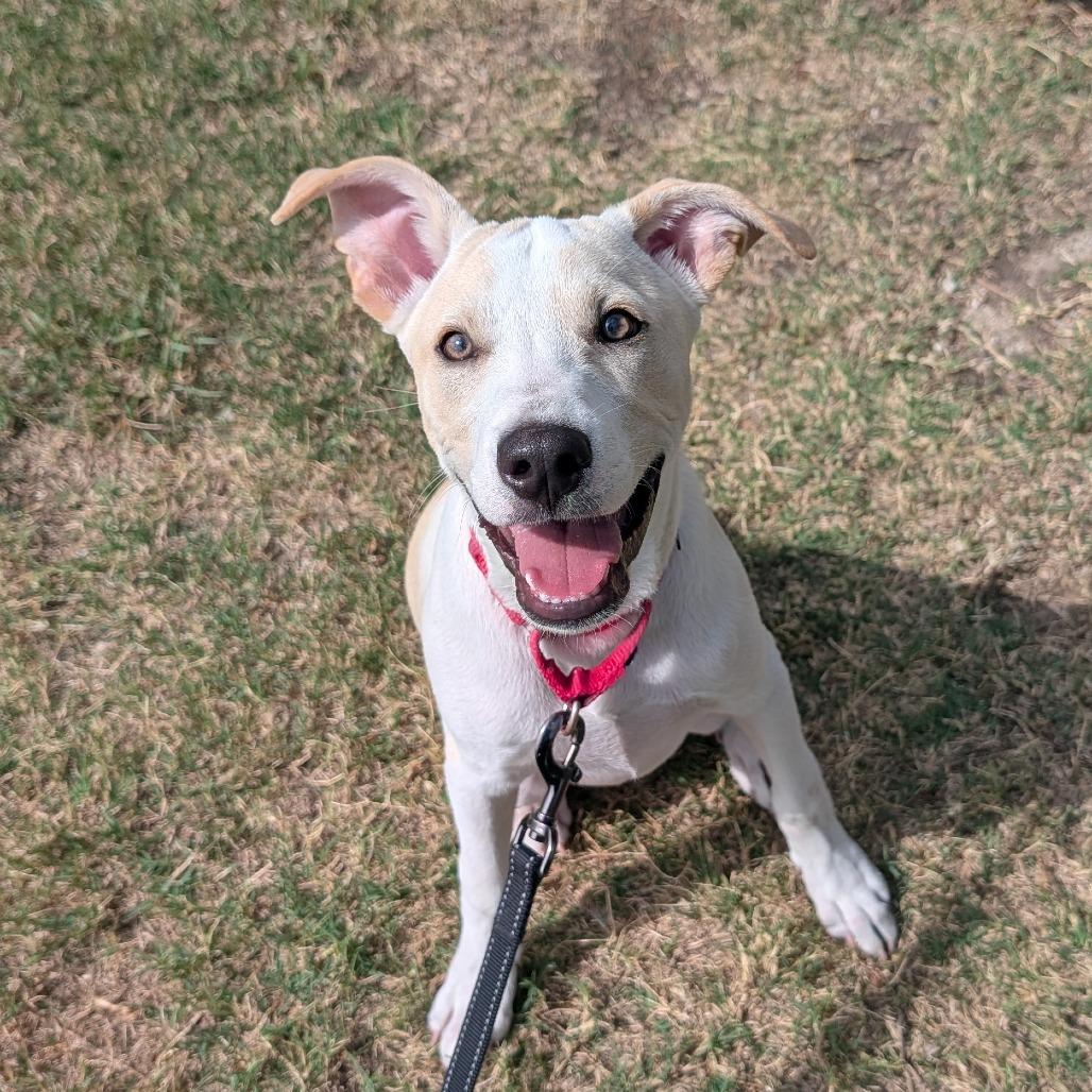 Enlarge Tiny, a Adoptable Labrador Retriever in Tulsa, OK image 2/6
