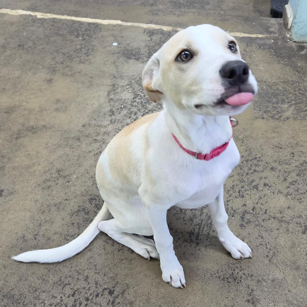 Enlarge Tiny, a Adoptable Labrador Retriever in Tulsa, OK image 3/6