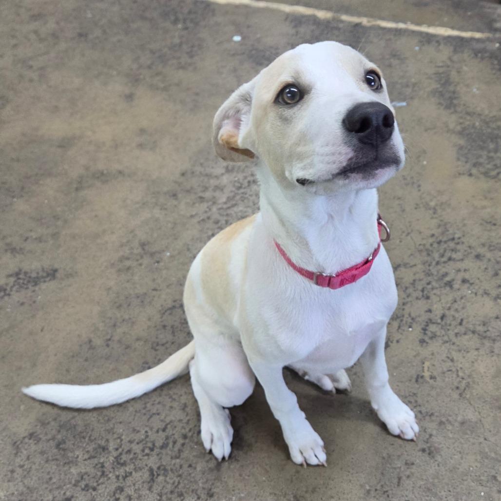 Enlarge Tiny, a Adoptable Labrador Retriever in Tulsa, OK image 4/6