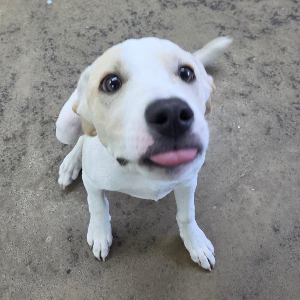 Enlarge Tiny, a Adoptable Labrador Retriever in Tulsa, OK image 5/6