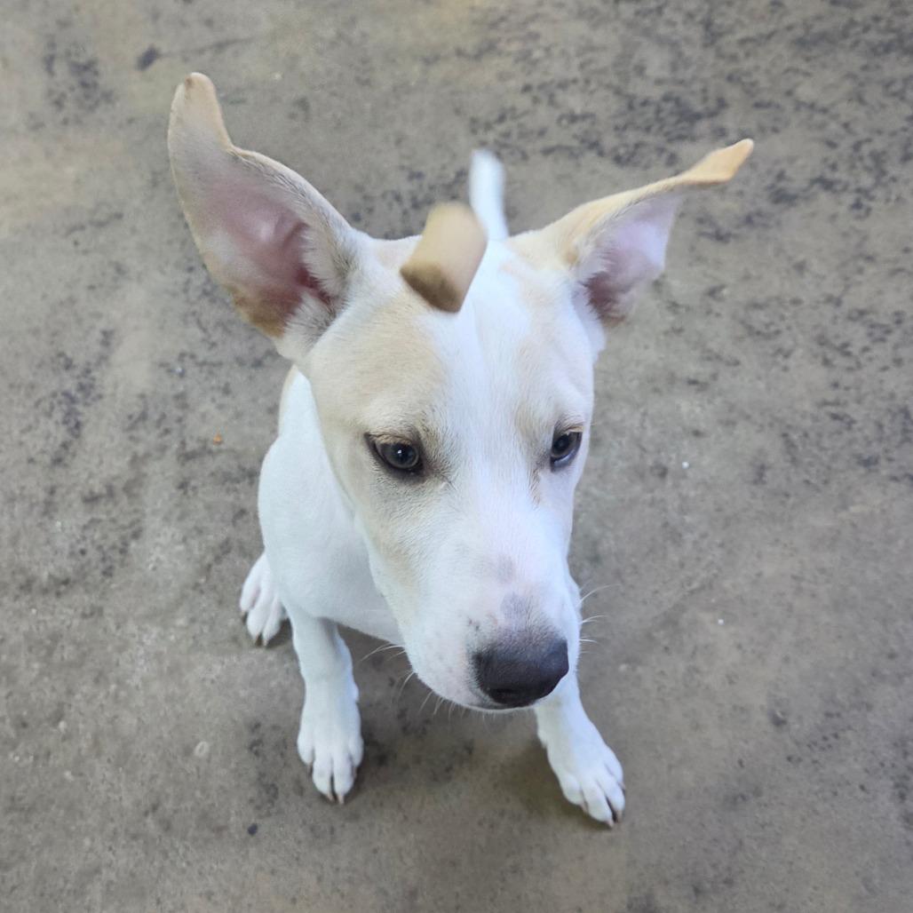 Enlarge Tiny, a Adoptable Labrador Retriever in Tulsa, OK image 6/6