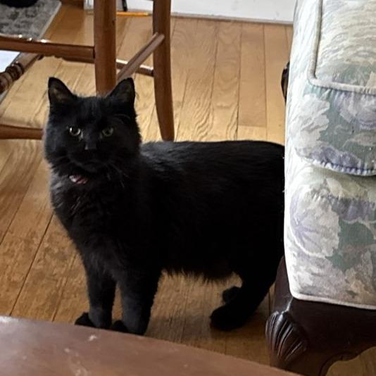 Stormy, Adoptable, Young Female Domestic Long Hair.