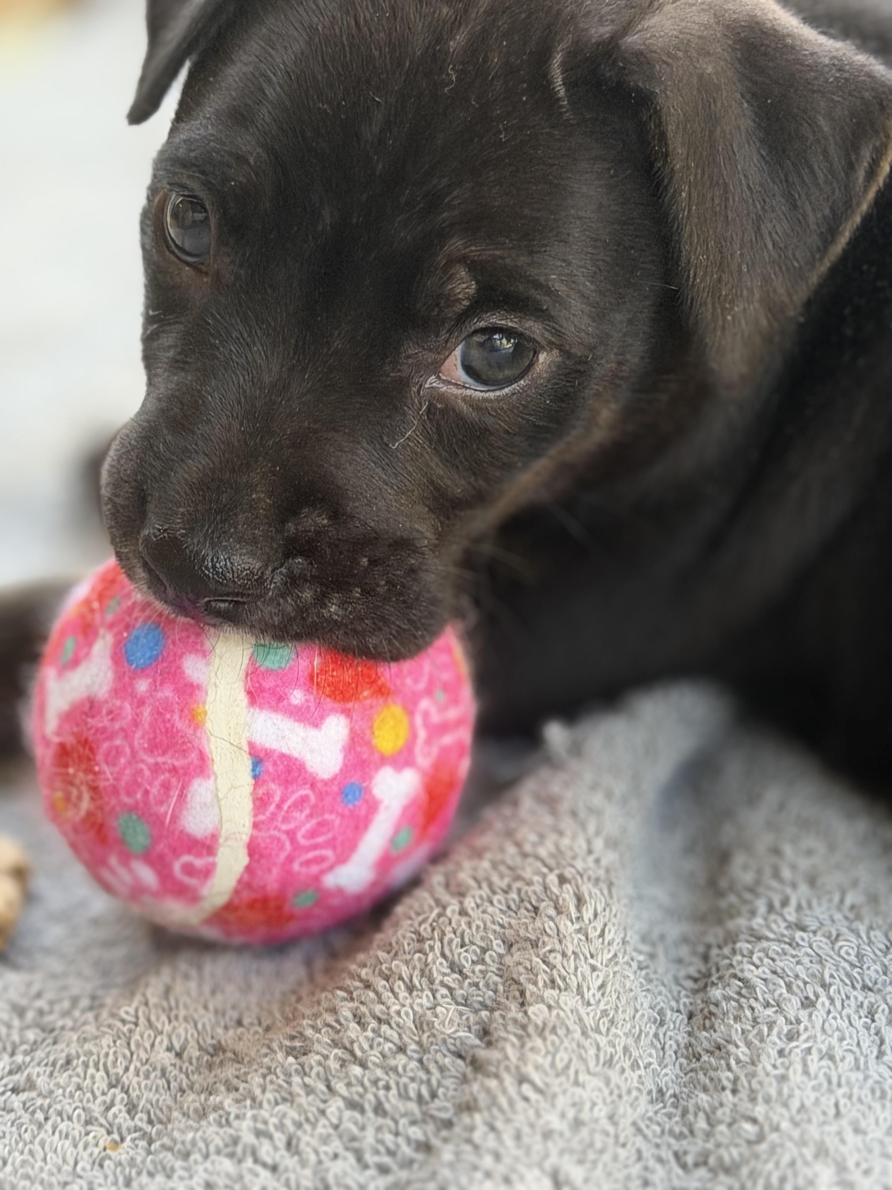 Enlarge Josie, a Adoptable mixed breed in Somerville, TX image 1/6