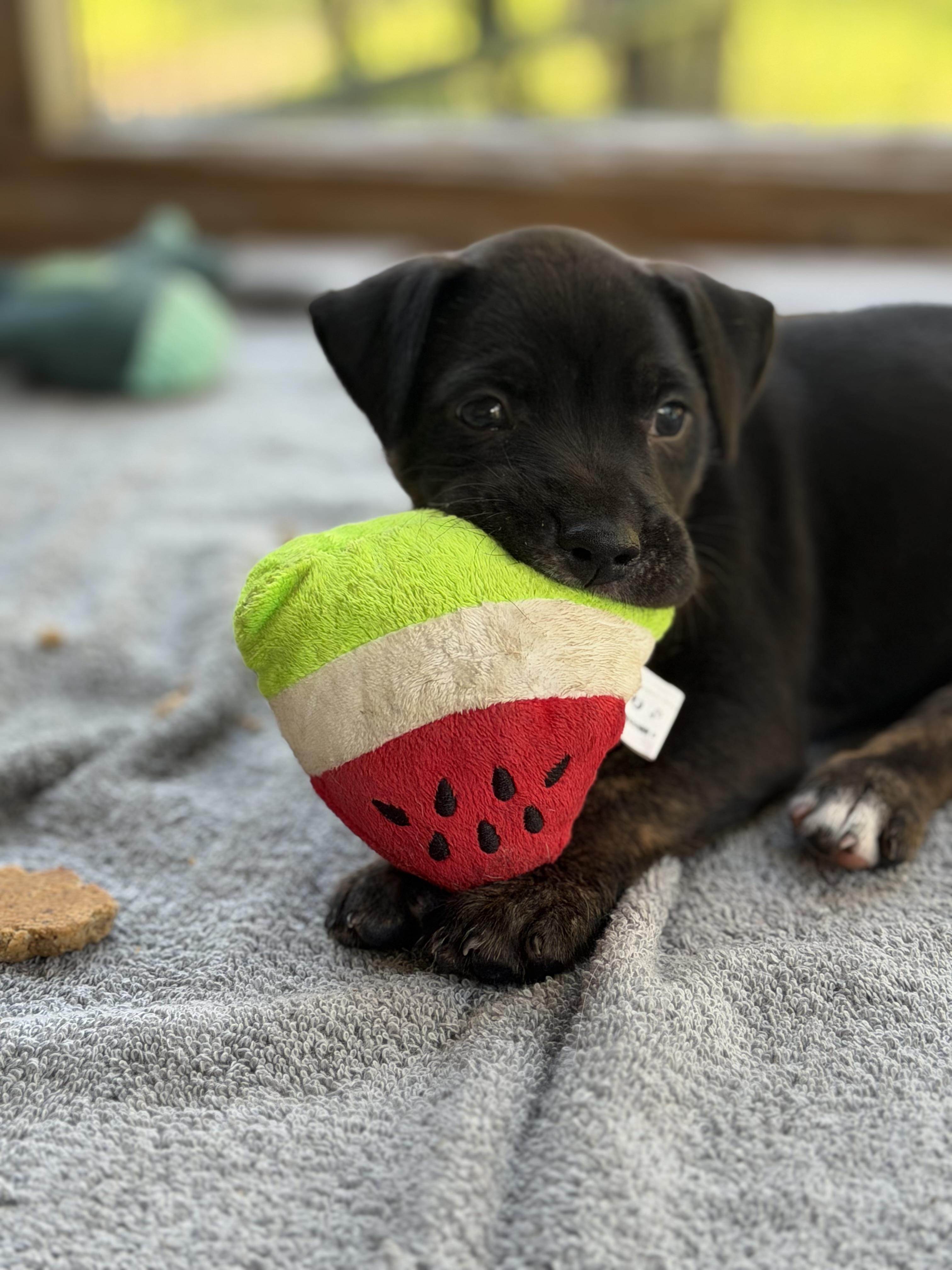 Enlarge Josie, a Adoptable mixed breed in Somerville, TX image 2/6