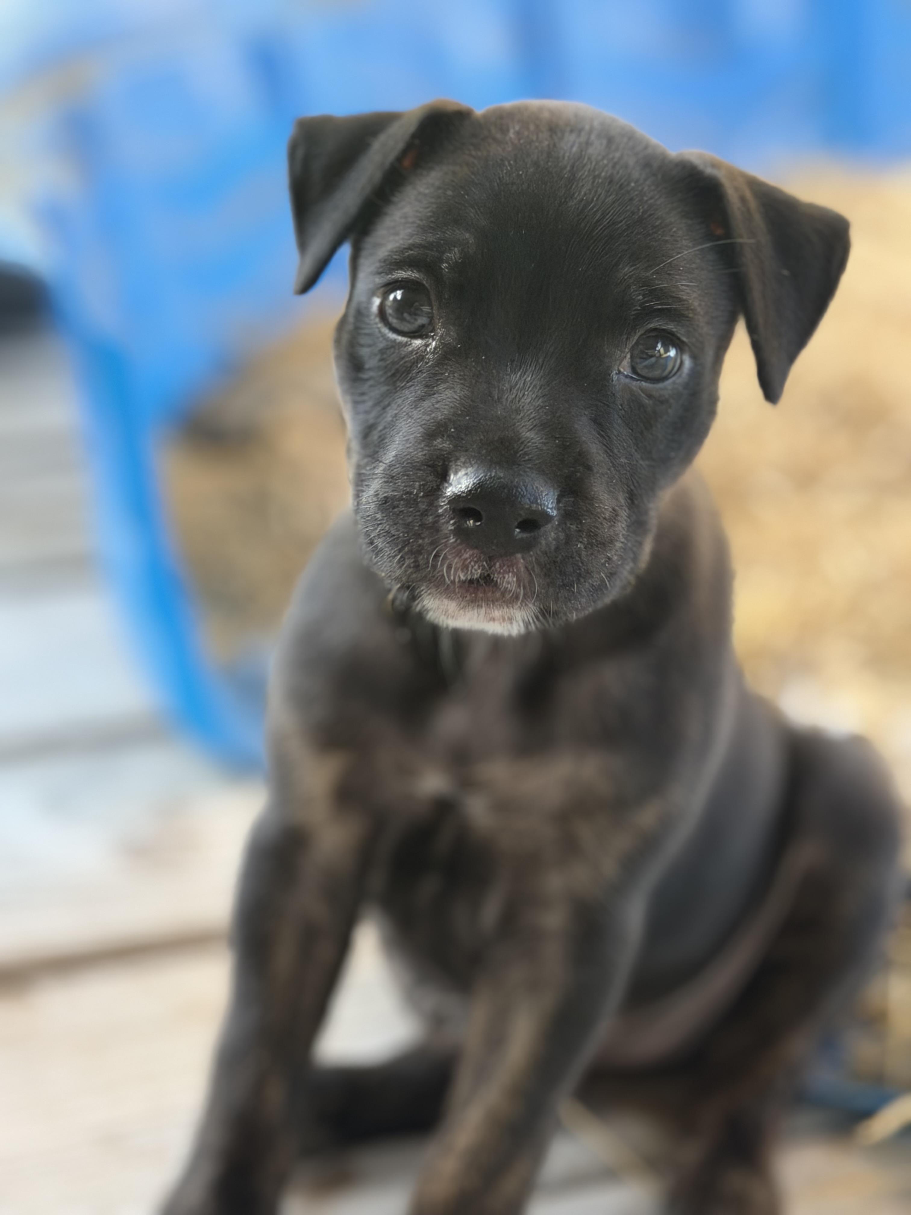 Enlarge Josie, a Adoptable mixed breed in Somerville, TX image 3/6