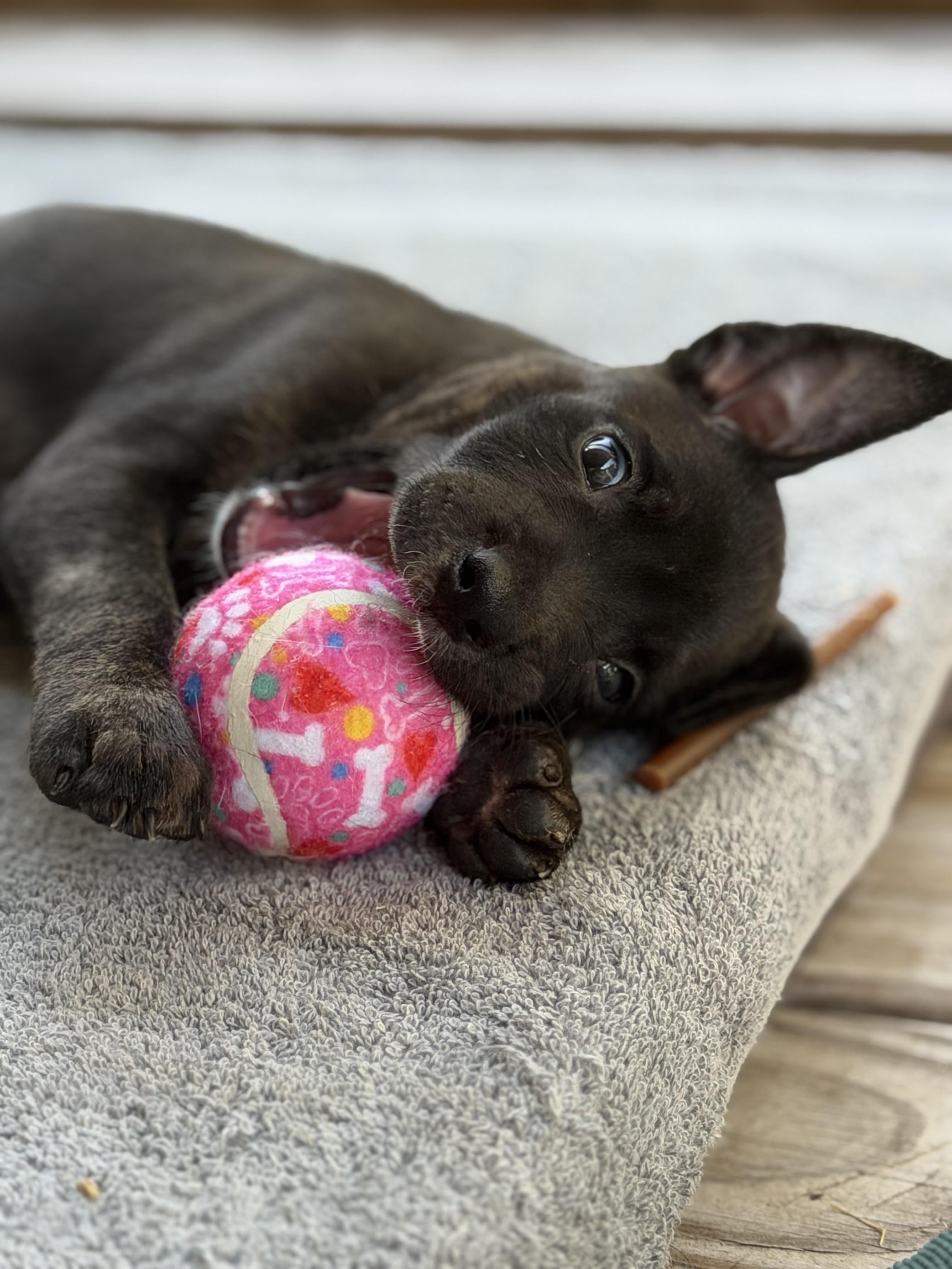 Enlarge Josie, a Adoptable mixed breed in Somerville, TX image 4/6