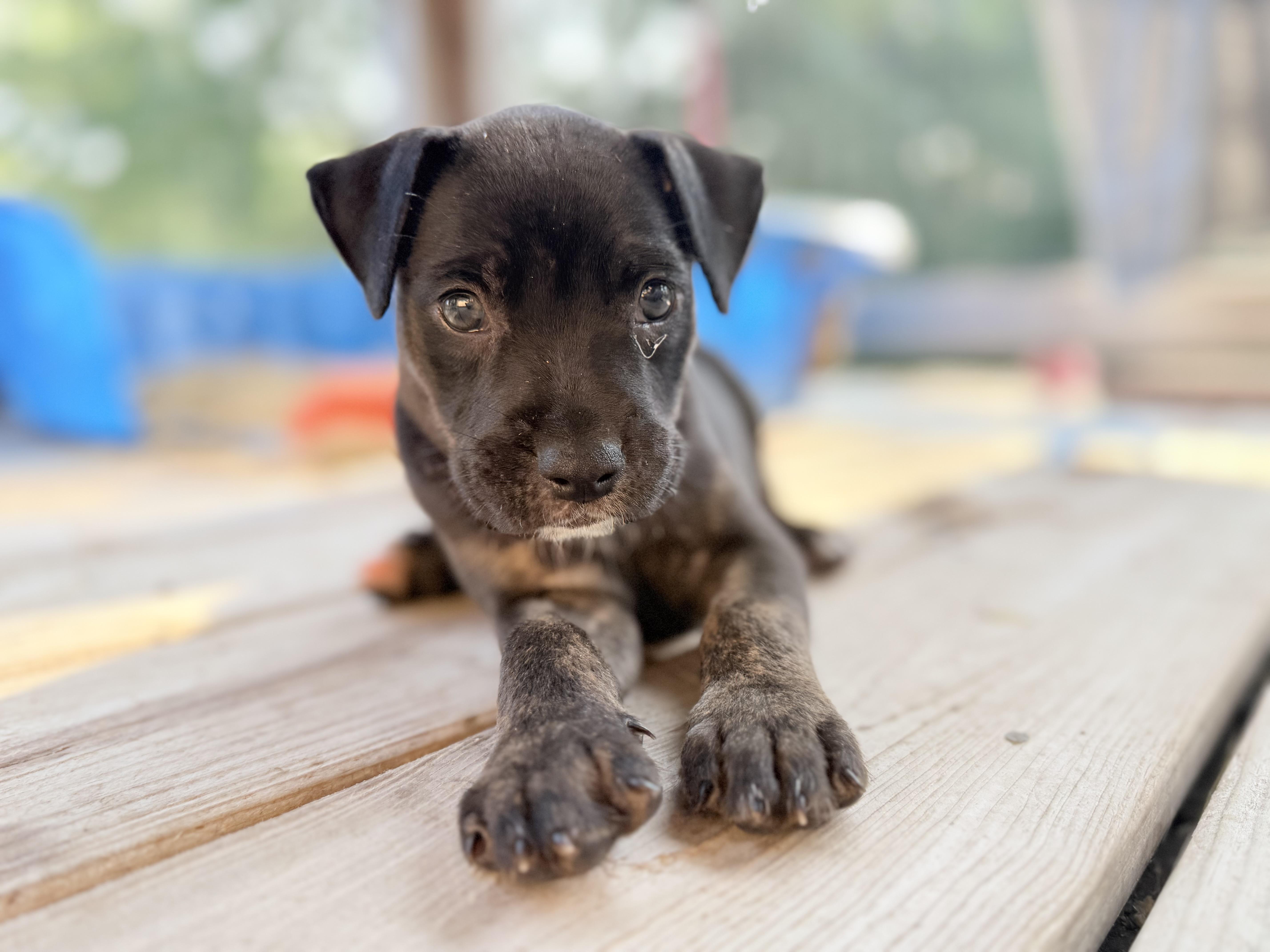Enlarge Josie, a Adoptable mixed breed in Somerville, TX image 5/6