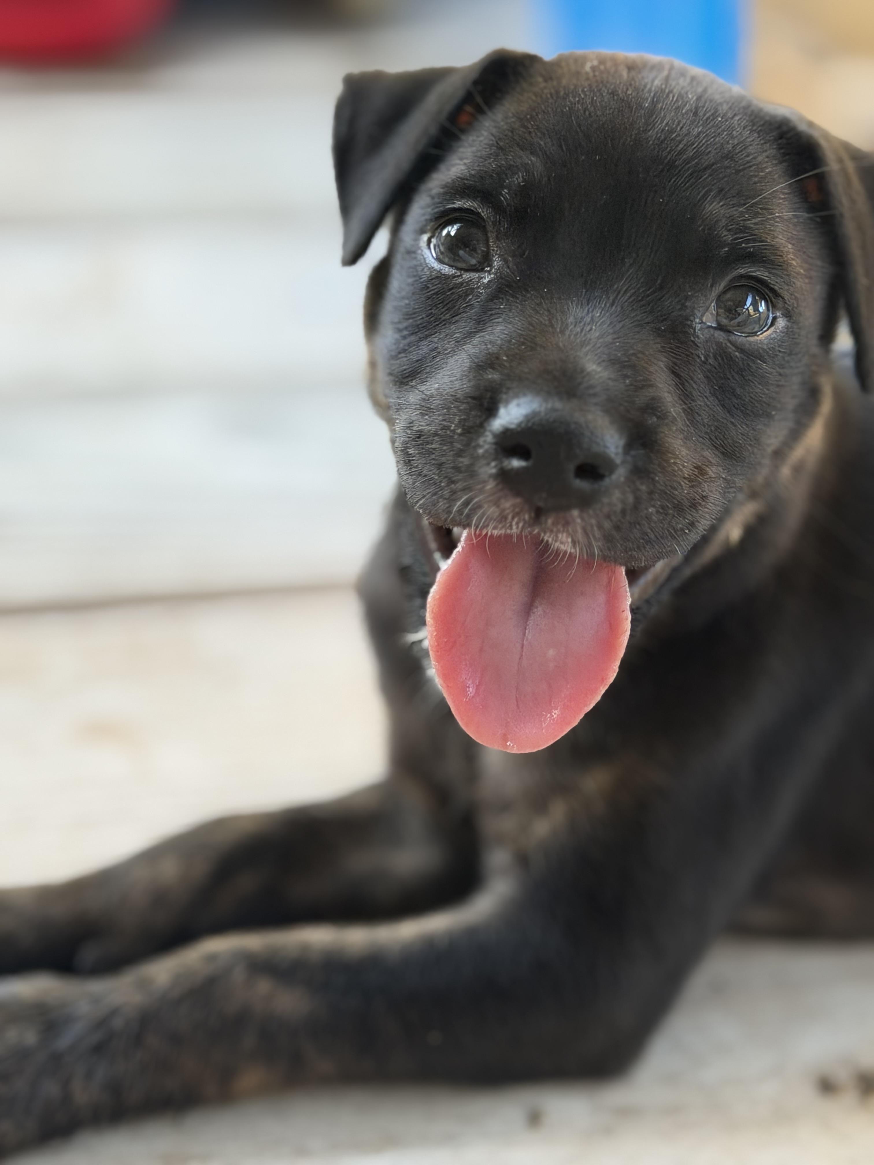 Enlarge Josie, a Adoptable mixed breed in Somerville, TX image 6/6