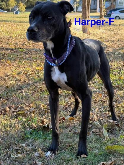 Harper, Adoptable, Adult Female Mixed Breed & Mixed Breed.