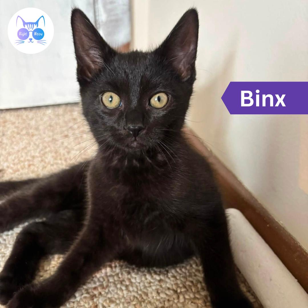 Enlarge Binx, a Adoptable Domestic Short Hair in Penfield, NY image 1/3
