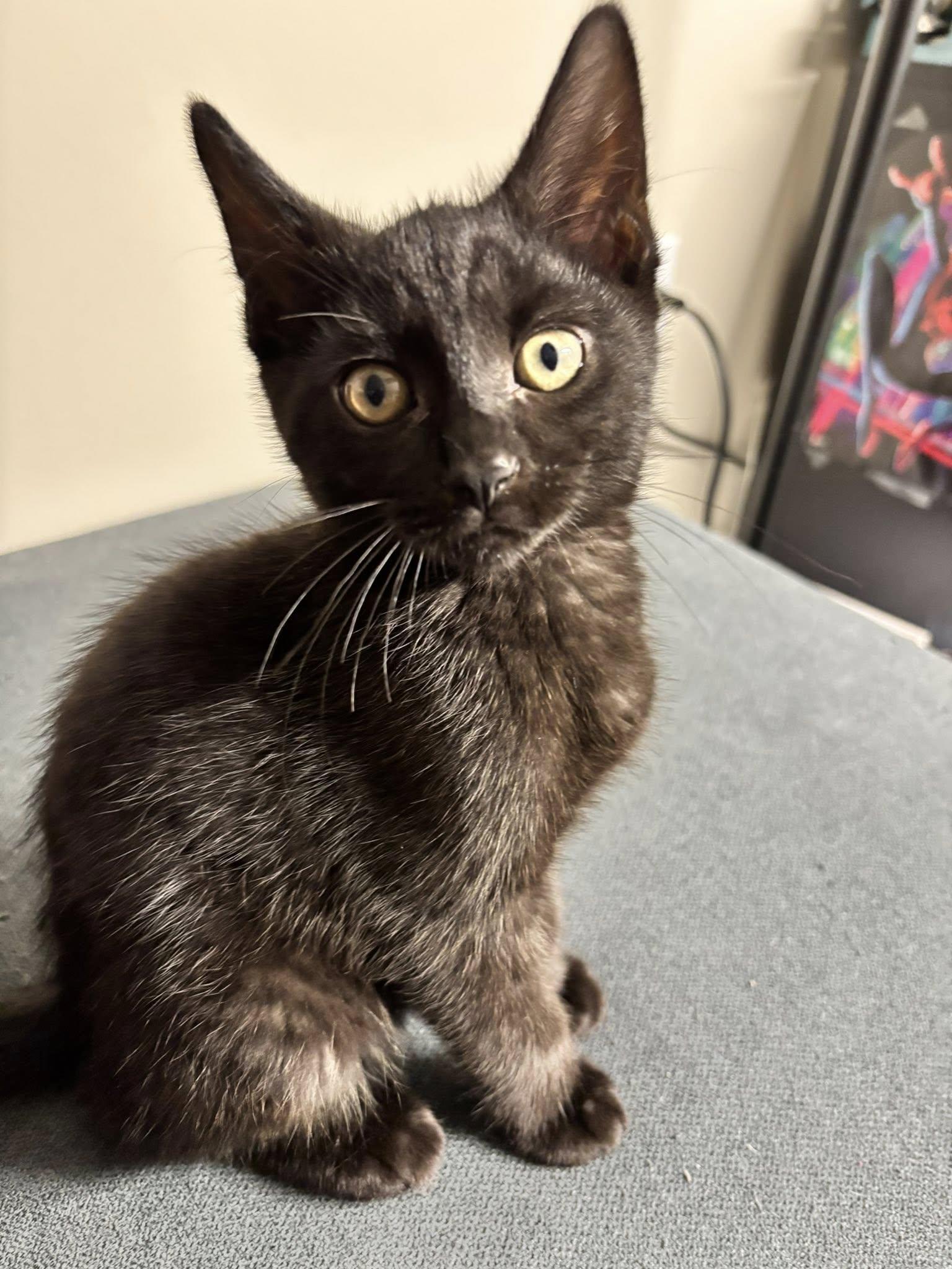 Enlarge Binx, a Adoptable Domestic Short Hair in Penfield, NY image 3/3