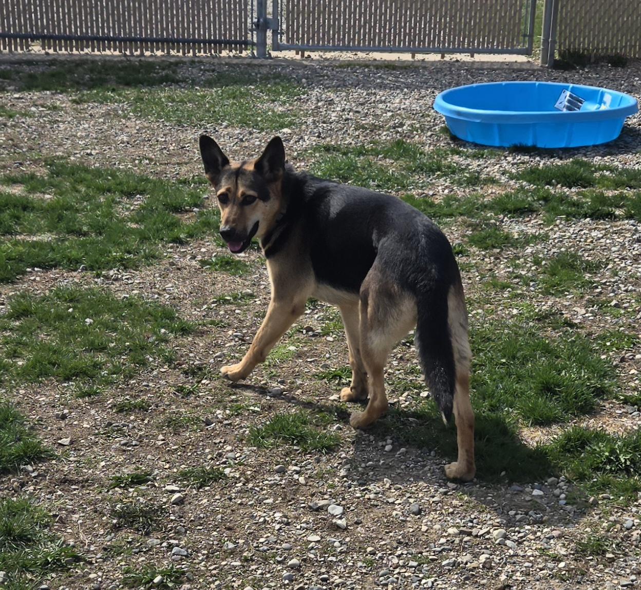 Zena, a Adoptable mixed breed in West Branch, MI image 3/3