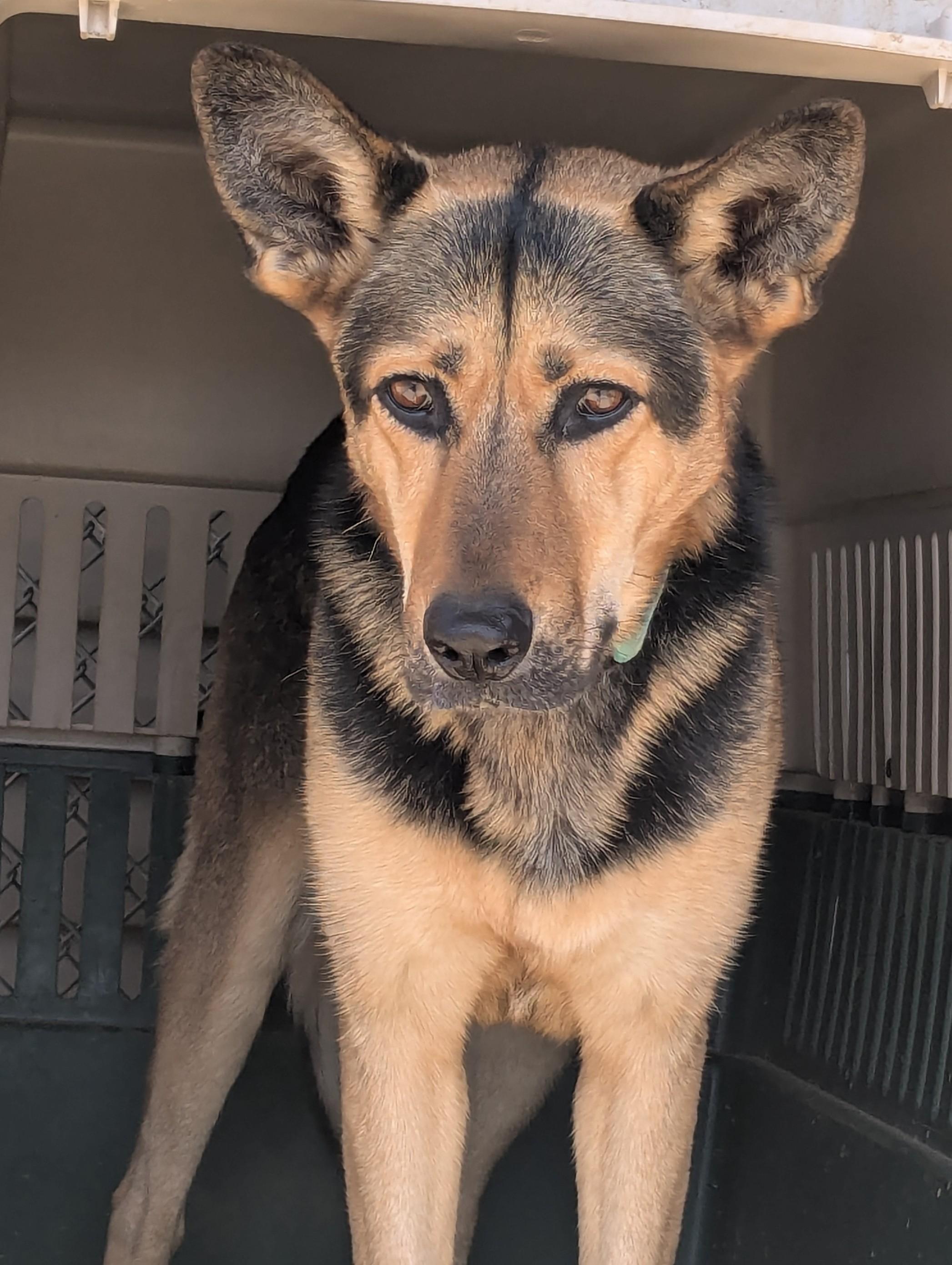 Zena, Adoptable, Adult Female German Shepherd Dog.