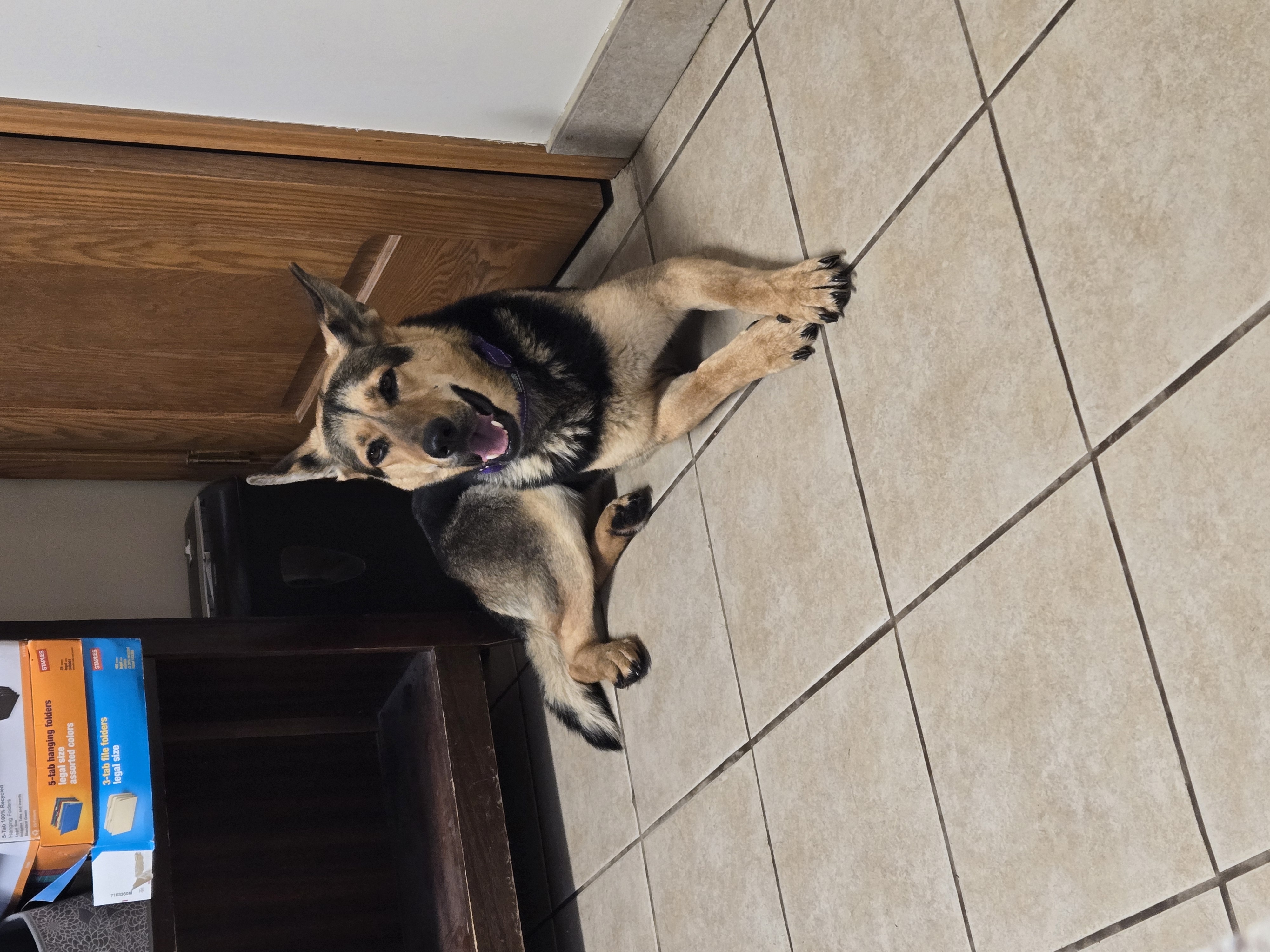 Zena, a Adoptable mixed breed in West Branch, MI image 2/3