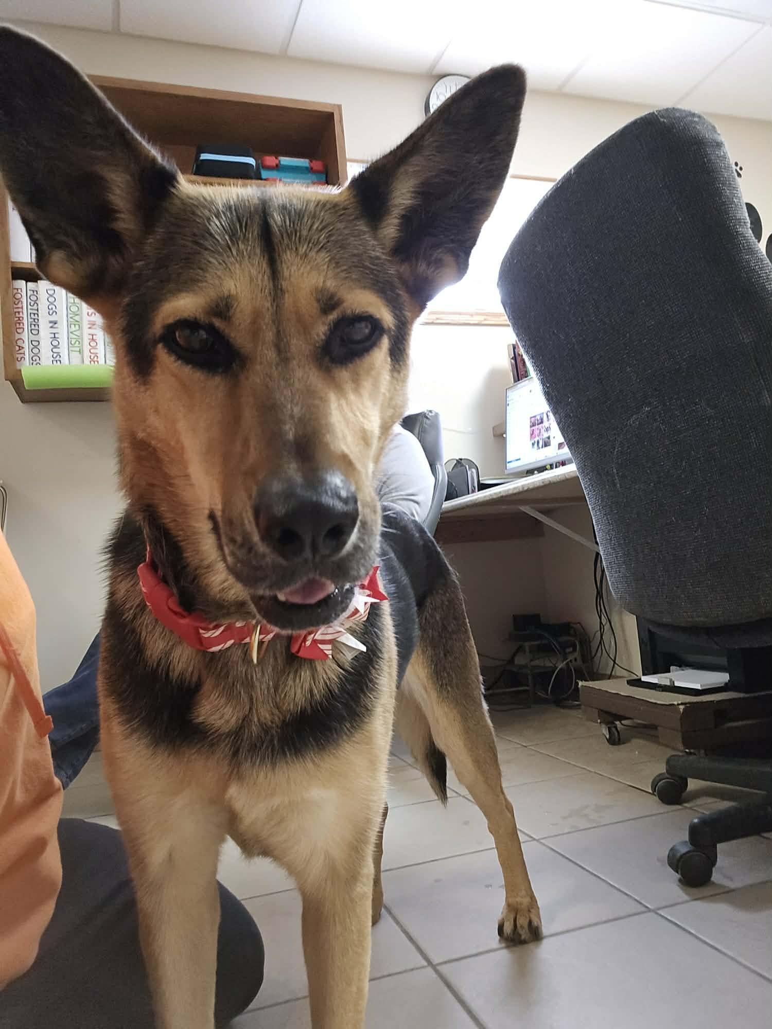 Zena, a Adoptable mixed breed in West Branch, MI image 1/4