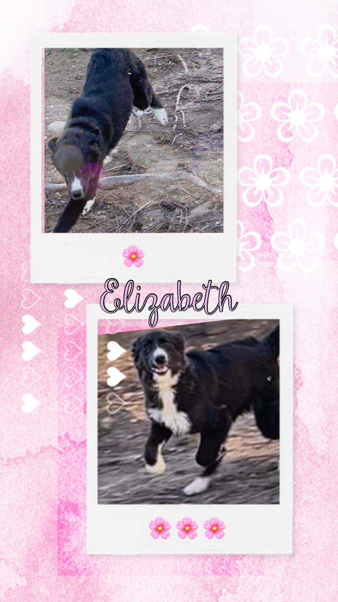 Enlarge Elizabeth, a Adopted mixed breed in Waldwick, NJ image 1/1