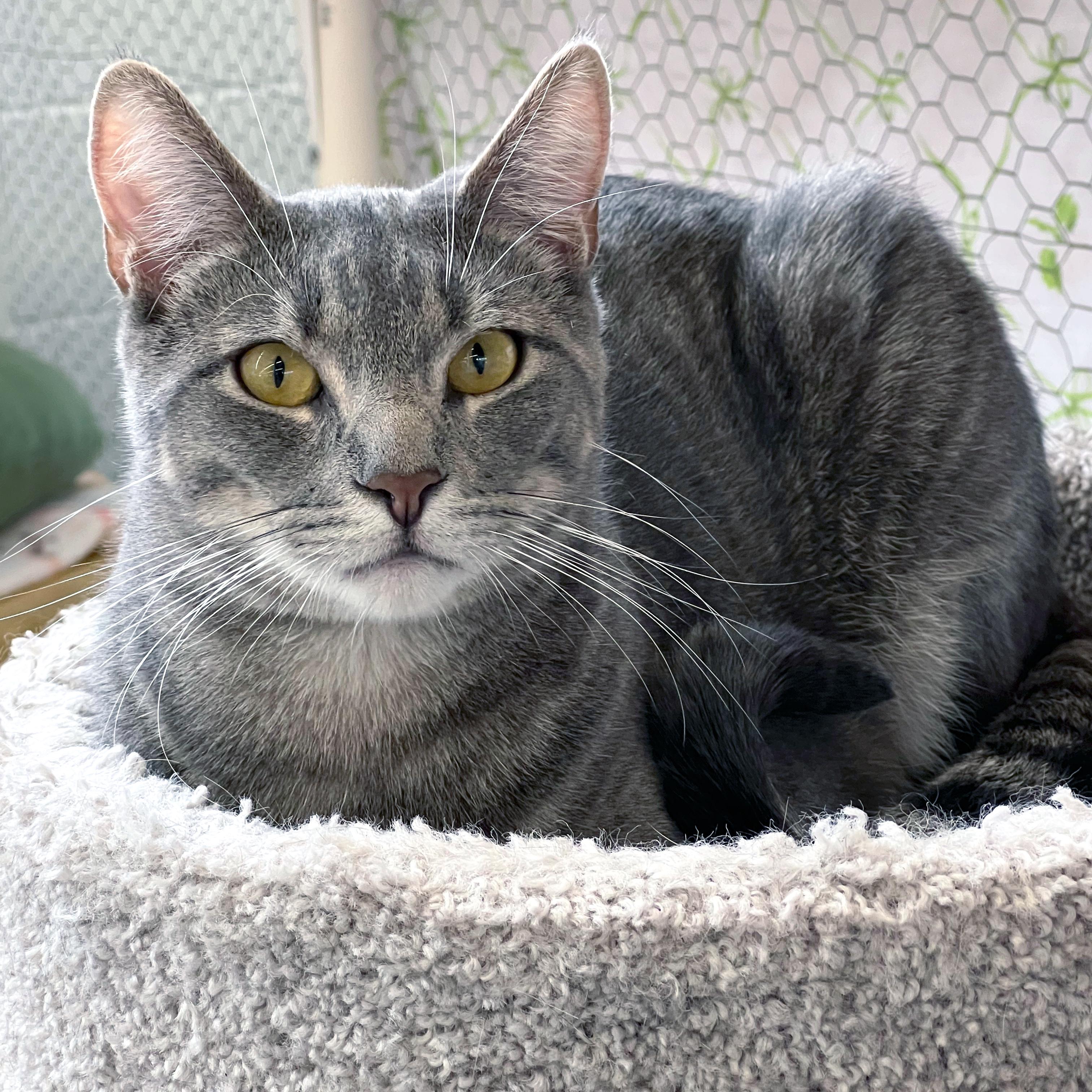Enlarge Maverick, a Adoptable Domestic Short Hair in St. Louis, MO image 2/5