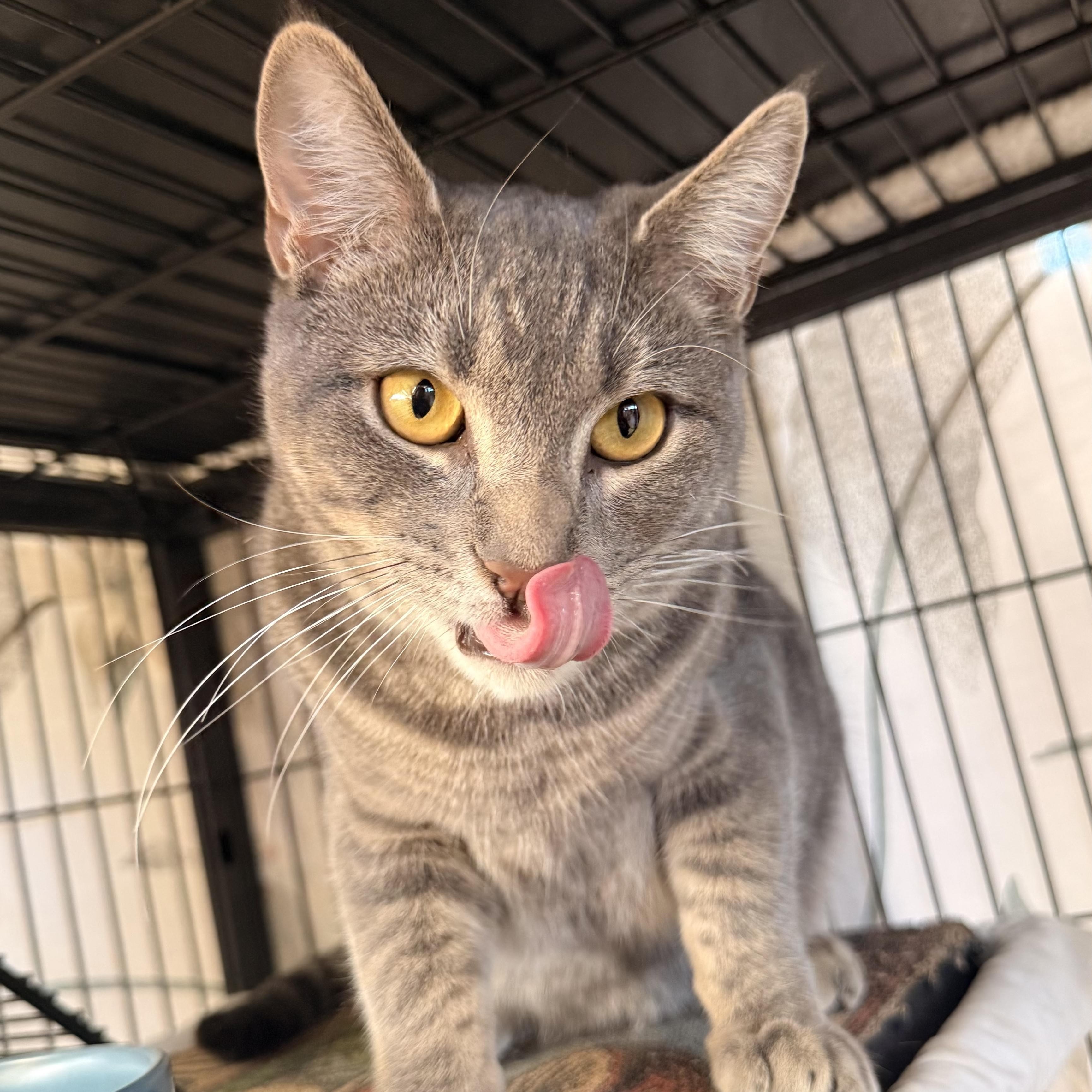 Enlarge Maverick, a Adoptable Domestic Short Hair in St. Louis, MO image 1/5