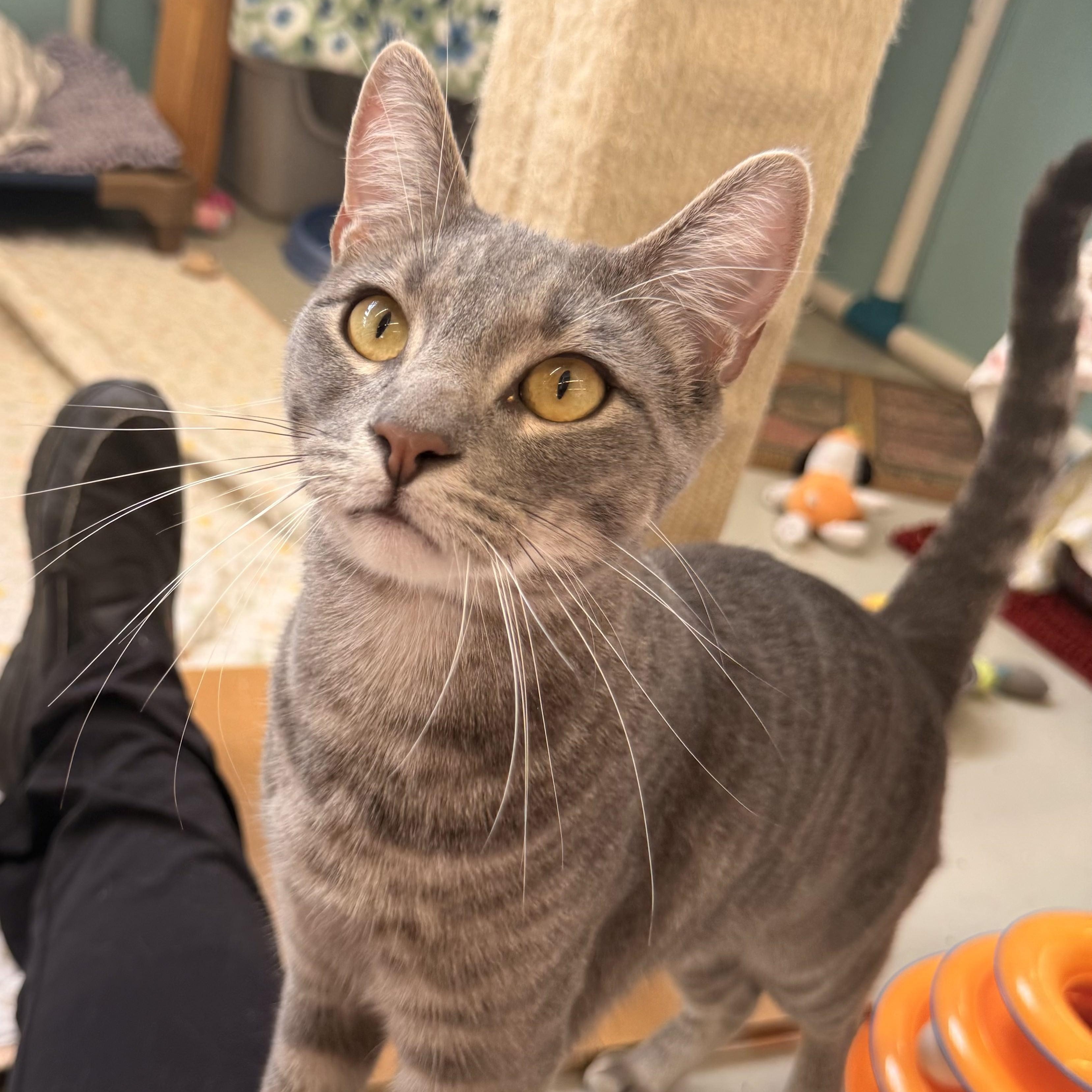 Enlarge Maverick, a Adoptable Domestic Short Hair in St. Louis, MO image 3/5