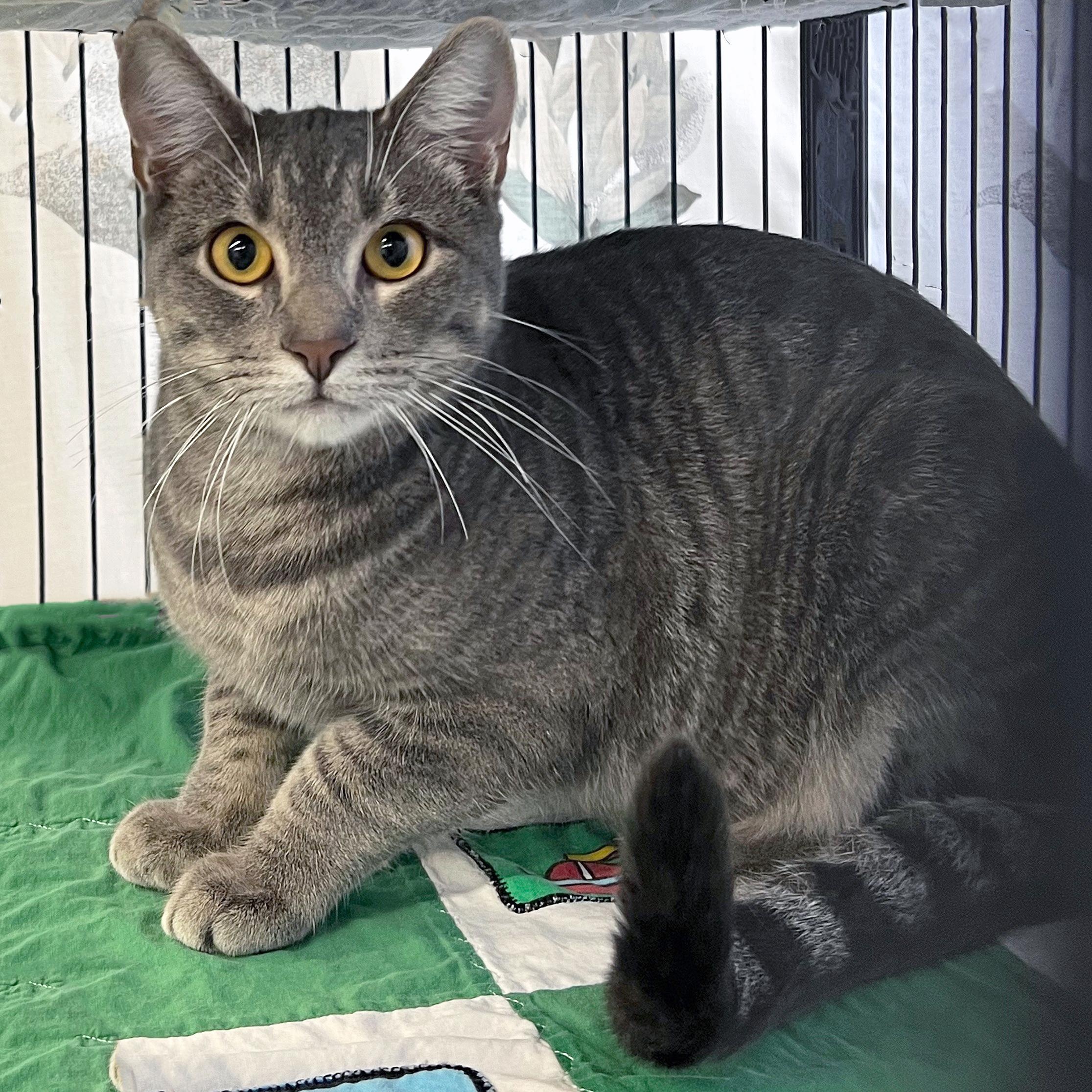 Enlarge Maverick, a Adoptable Domestic Short Hair in St. Louis, MO image 4/5