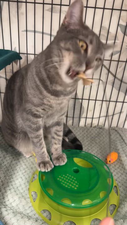 Enlarge Maverick, a Adoptable Domestic Short Hair in St. Louis, MO video 5/5