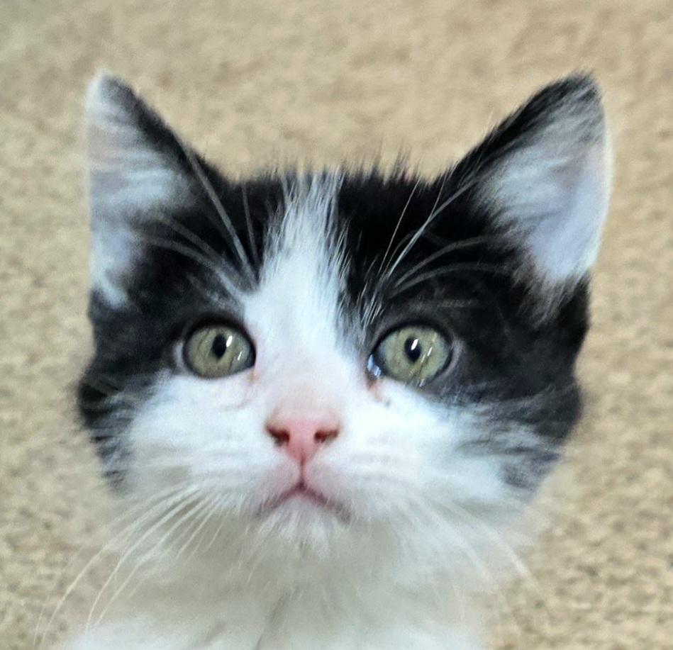 Enlarge Sweet Pea, a ADOPTABLE Tuxedo in Mankato, MN image 1/4