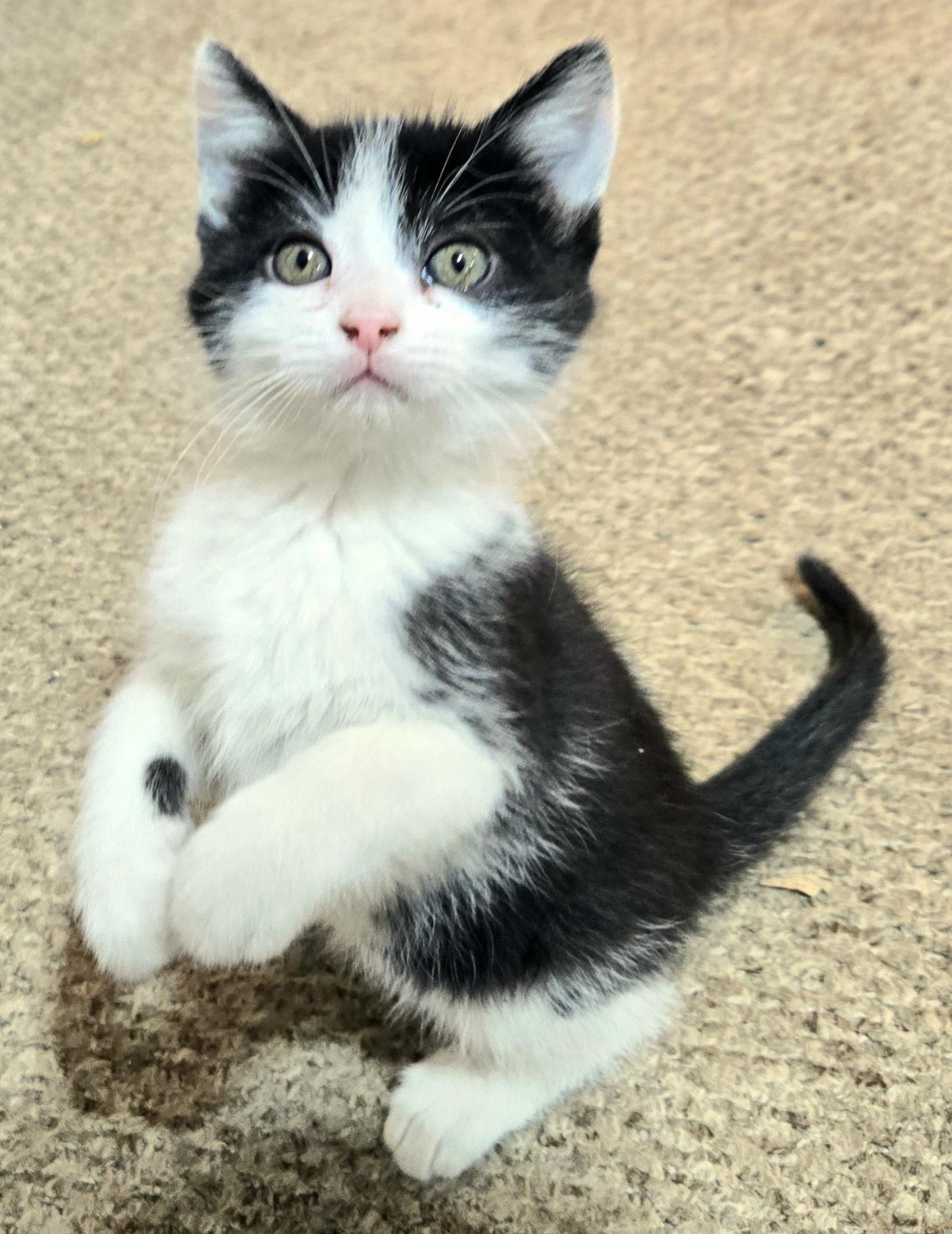 Enlarge Sweet Pea, a ADOPTABLE Tuxedo in Mankato, MN image 3/4