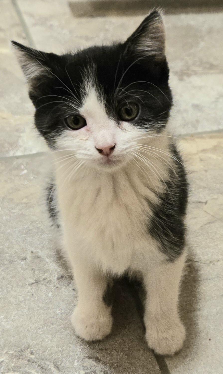Enlarge Sweet Pea, a ADOPTABLE Tuxedo in Mankato, MN image 4/4