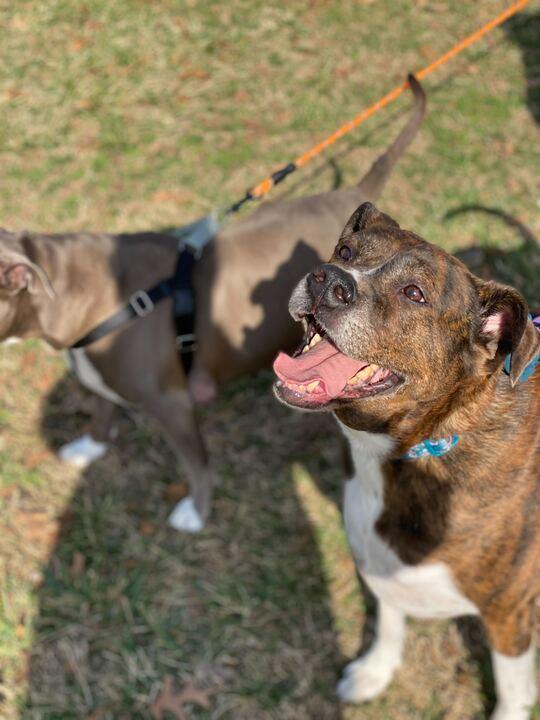 Enlarge Genesis, a Adoptable mixed breed in Charlotte, NC image 3/4