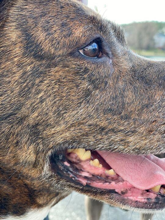 Enlarge Genesis, a Adoptable mixed breed in Charlotte, NC image 4/4