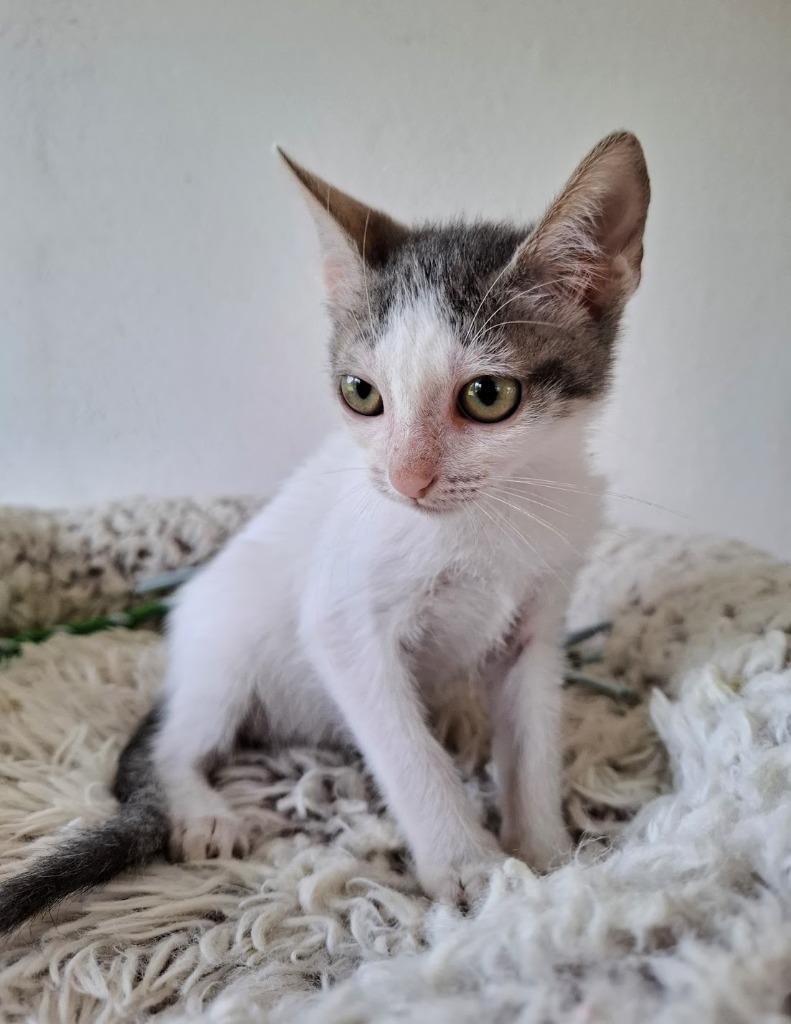 Gaia — thumbnail 2