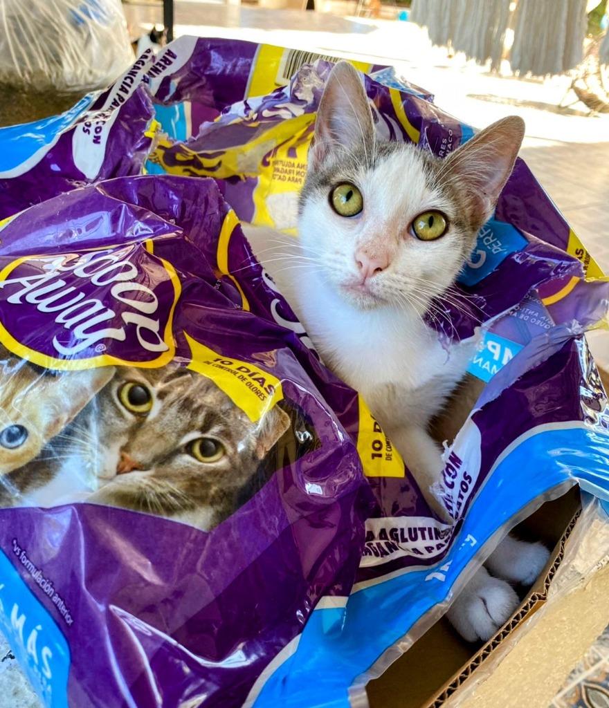 Gaia — thumbnail 3