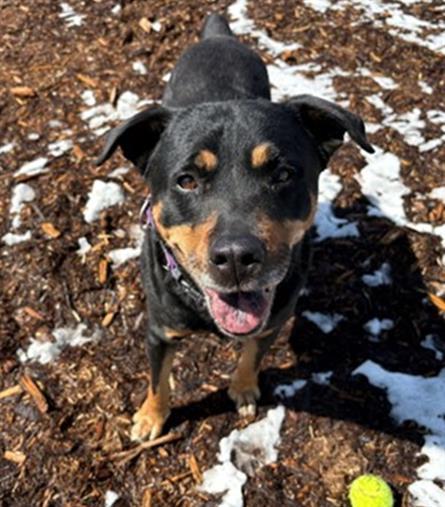 LADY, Adoptable, Adult Female Rottweiler.