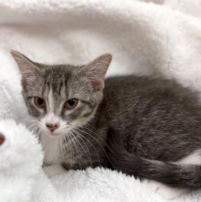 Guppy Fish — thumbnail 2