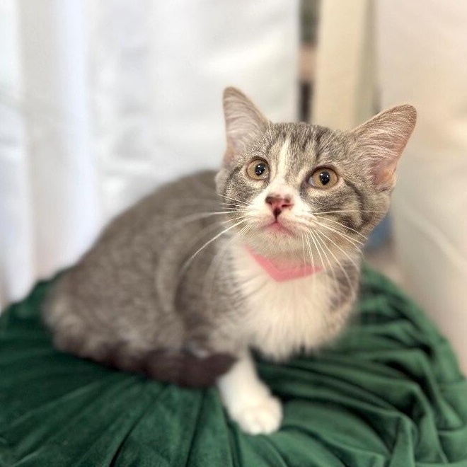 Guppy Fish — thumbnail 4