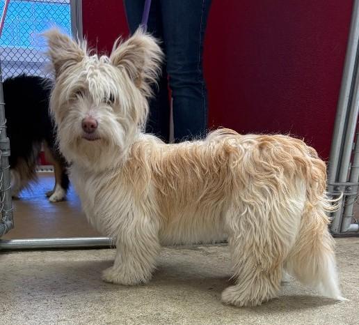 Enlarge Lex, a ADOPTABLE mixed breed in Sterling, CO image 2/2