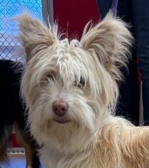 Enlarge Lex, a ADOPTABLE mixed breed in Sterling, CO image 1/2