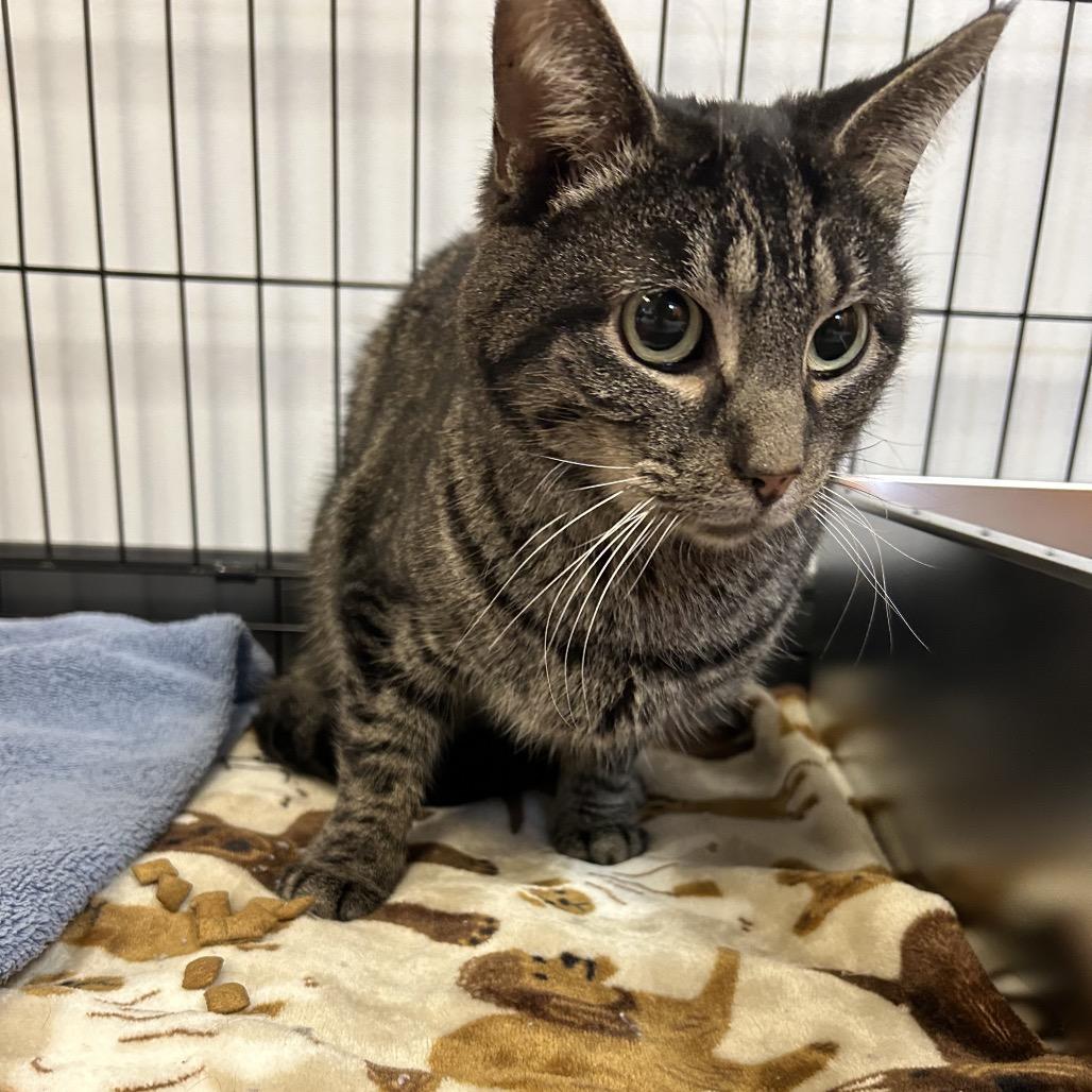 Teeter, Adoptable, Adult Male Domestic Short Hair.