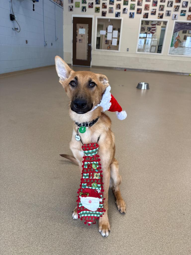 Gage, Adoptable, Young Male Shepherd.