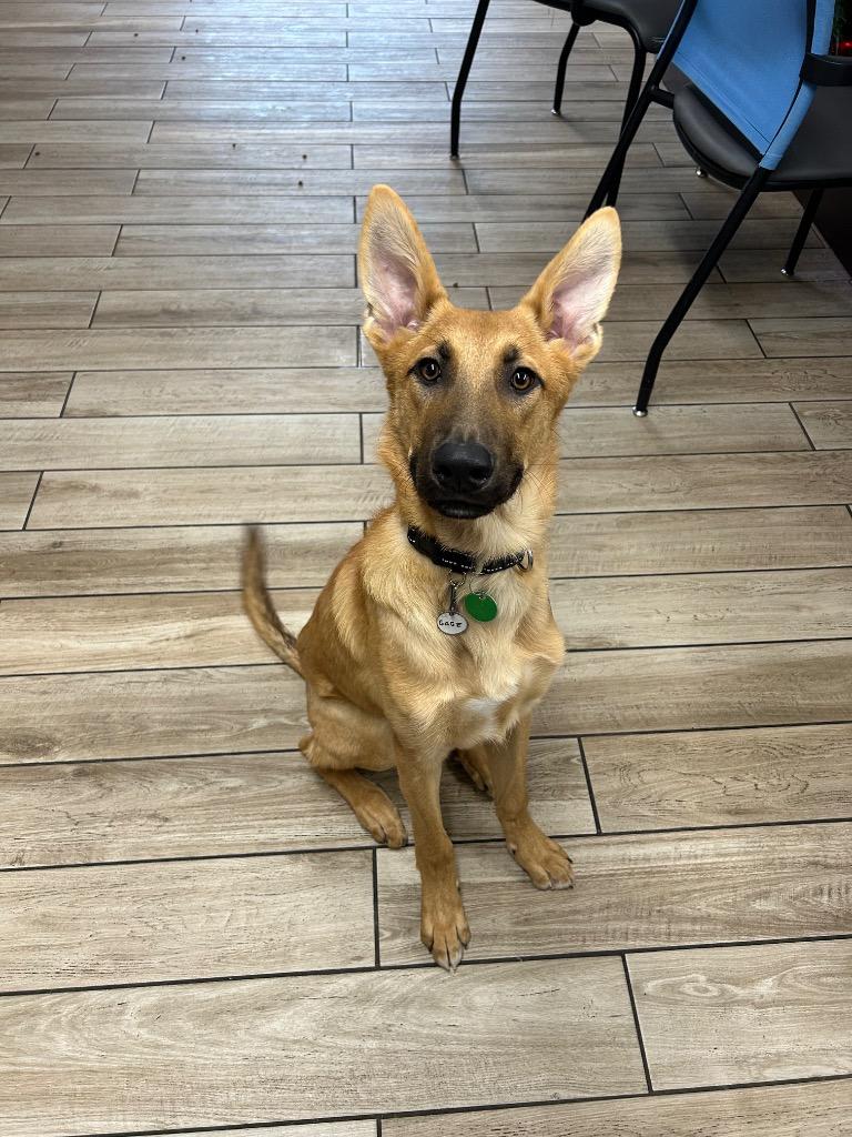 Enlarge Gage, a Adoptable mixed breed in North Syracuse, NY image 2/5