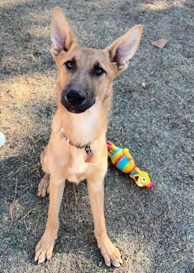Enlarge Gage, a Adoptable mixed breed in North Syracuse, NY image 3/5