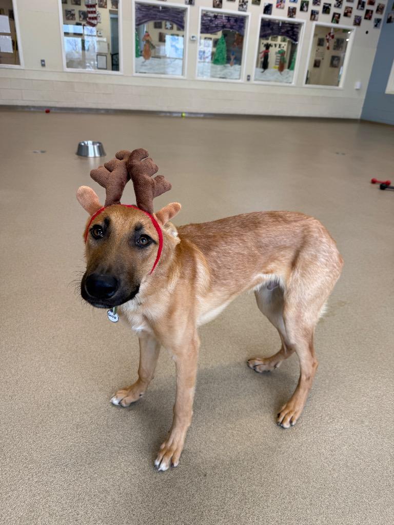 Enlarge Gage, a Adoptable mixed breed in North Syracuse, NY image 4/5