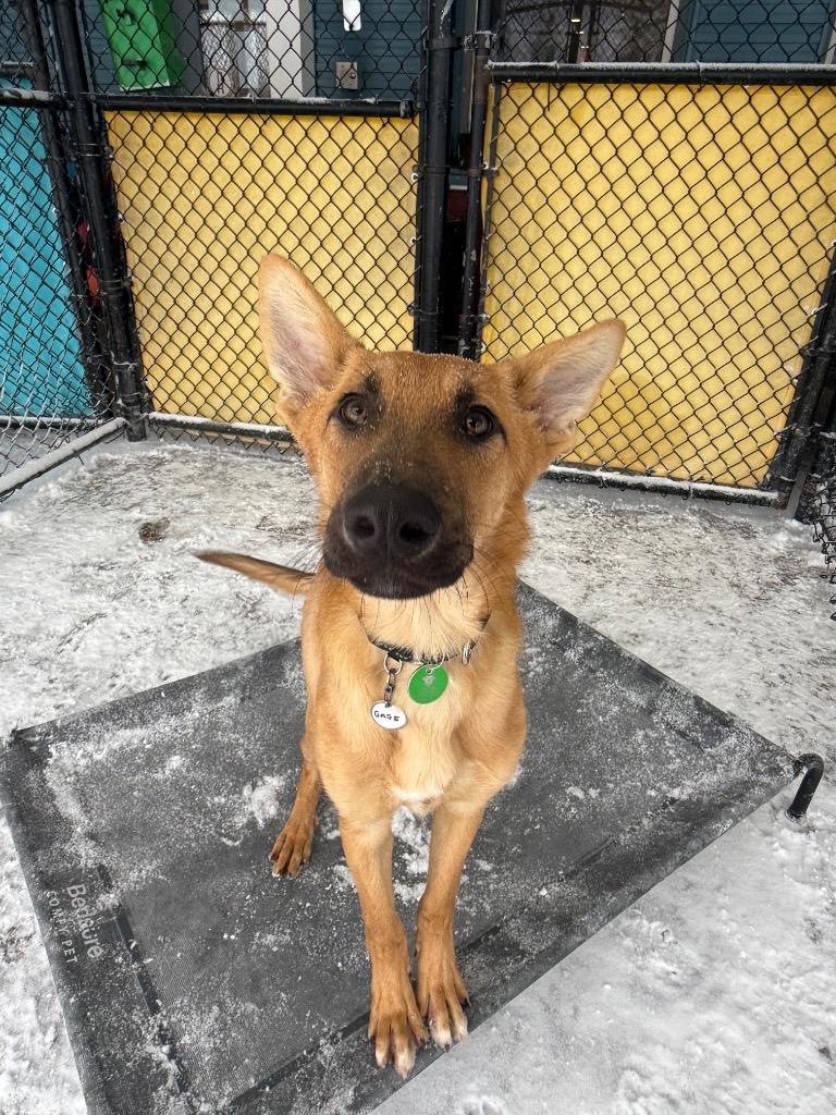 Enlarge Gage, a Adoptable mixed breed in North Syracuse, NY image 5/5