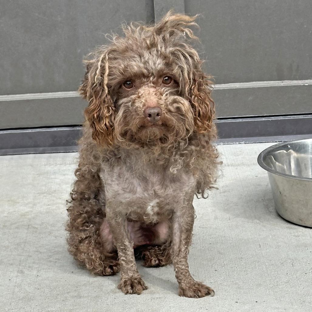 Prince, Adoptable, Adult Male Mixed Breed.