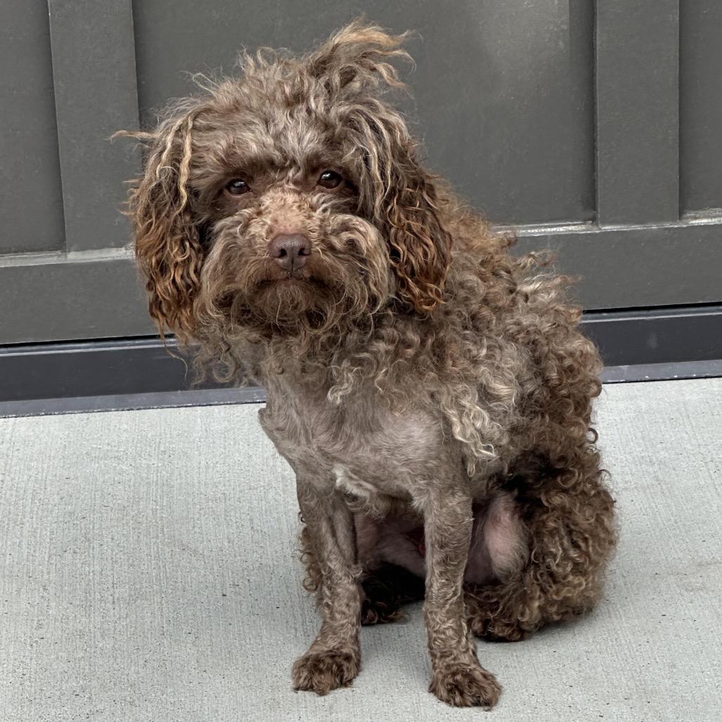 Enlarge Prince, a Adoptable Mixed Breed in Hailey, ID image 2/2