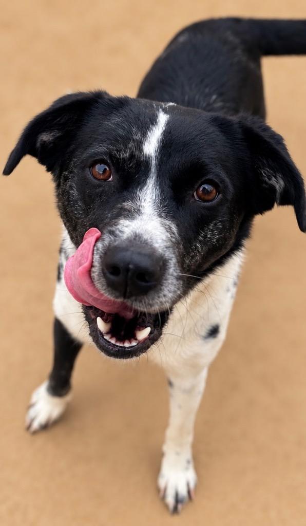 Daisy, Adoptable, Young Female Border Collie & Golden Retriever.